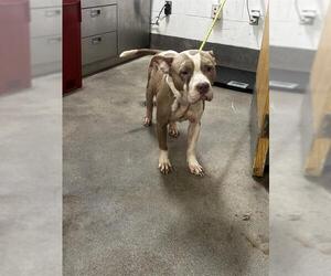 Mutt Dogs for adoption in Forestville, MD, USA