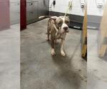 A574190 - Male Mutt Dog for Adoption - Small photo