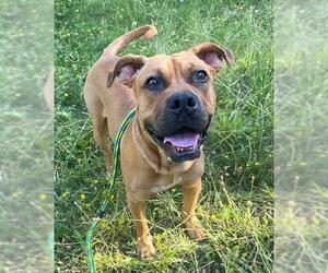 Medium American Pit Bull Terrier
