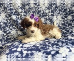 Small #4 Cavapoo