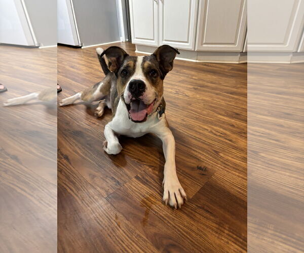 Medium Photo #1 Catahoula Leopard Dog-Unknown Mix Puppy For Sale in Decatur, GA, USA