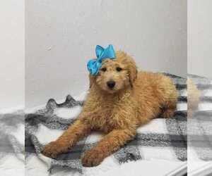 Goldendoodle-Poodle (Standard) Mix Puppy for sale in NORWOOD, MO, USA