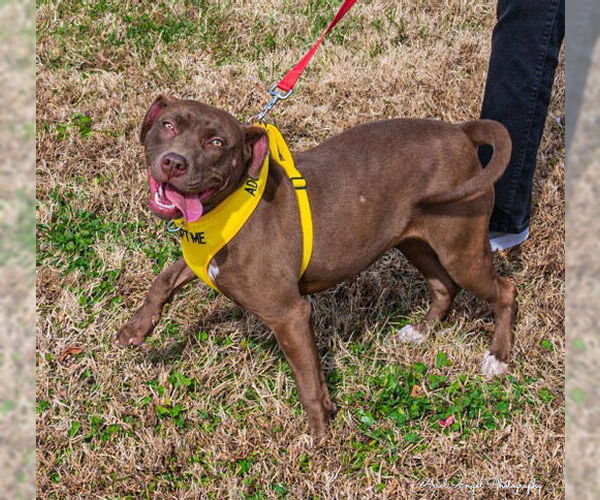 Medium Photo #18 American Pit Bull Terrier-Chocolate Labrador retriever Mix Puppy For Sale in Munford, TN, USA