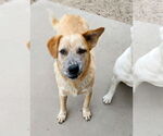 Small #3 Labrador Retriever-Red Heeler Mix