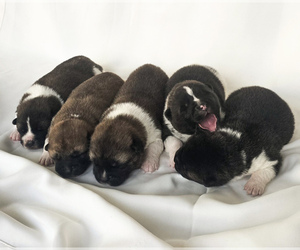 Akita Litter for sale in STRAFFORD, MO, USA