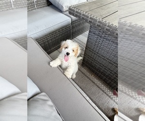 Cavapoo Puppy for Sale in PHOENIX, Arizona USA