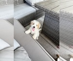 Small Cavapoo