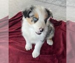 Small Photo #14 Australian Shepherd Puppy For Sale in LEBANON, IN, USA