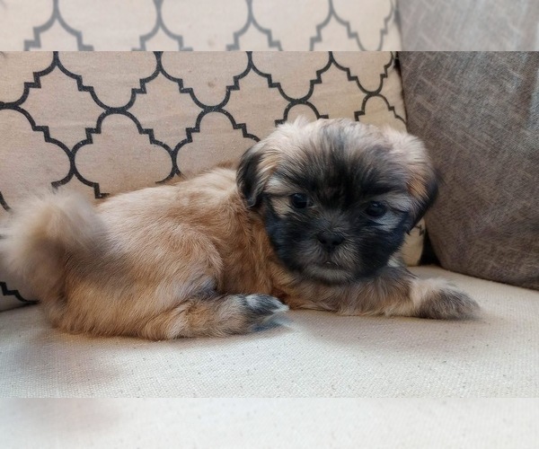 Medium Photo #9 Shih Tzu Puppy For Sale in ALLENSVILLE, KY, USA