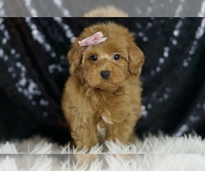 Maltipoo Puppy for sale in WARSAW, IN, USA