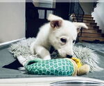 Small #5 German Shepherd Dog Mix