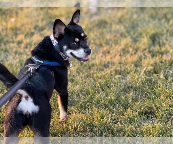 Medium Photo #3 French Bullhuahua Puppy For Sale in Salt Lake City, UT, USA