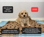Image preview for Ad Listing. Nickname: Dakota