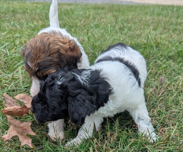 Medium Photo #1 Doodle-Poodle (Miniature) Mix Puppy For Sale in MORGANTON, NC, USA