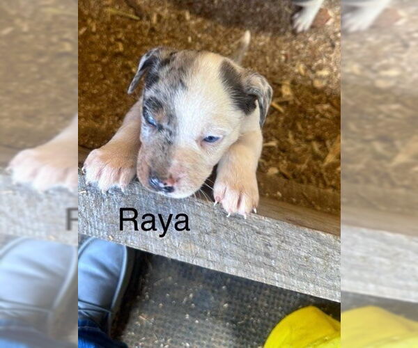 Medium Photo #4 Mutt Puppy For Sale in Mooresville, NC, USA