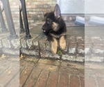 Small Photo #3 German Shepherd Dog Puppy For Sale in PENSACOLA, FL, USA