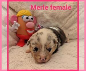 Welsh Cardigan Corgi Puppy for sale in KEENESBURG, CO, USA