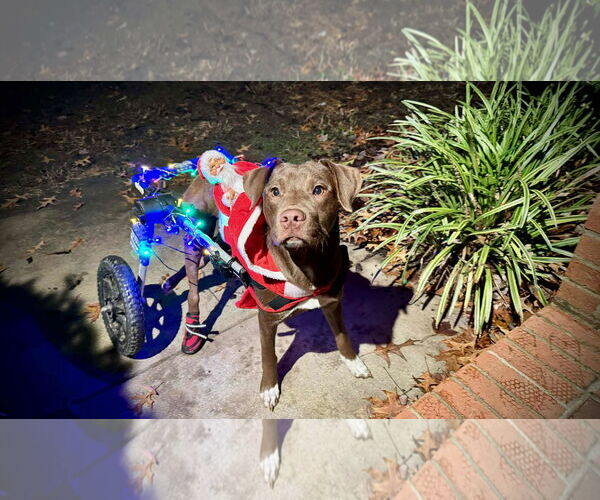 Medium Photo #11 Labrador Retriever-Unknown Mix Puppy For Sale in Holly Springs, NC, USA