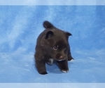 Small Photo #39 Pomsky Puppy For Sale in RAMONA, CA, USA