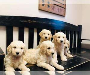 Goldendoodle Puppy for sale in LONG ISLAND, VA, USA