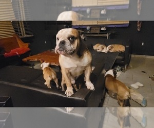 Father of the Bulldog puppies born on 06/24/2022