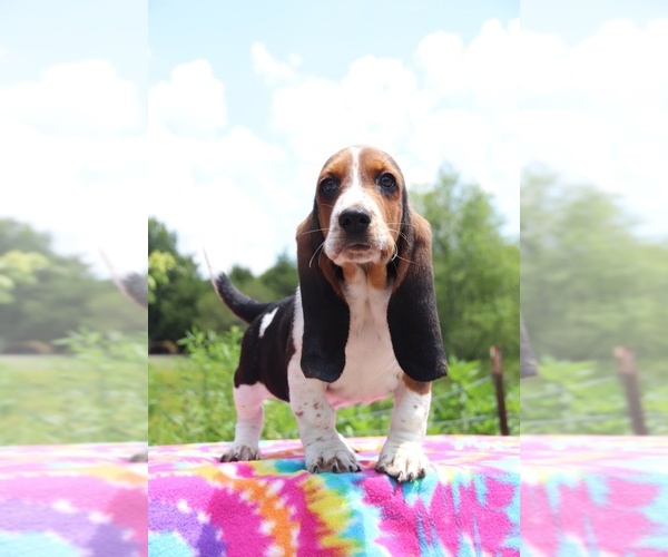 Medium Photo #9 Basset Hound Puppy For Sale in UNION CITY, TN, USA