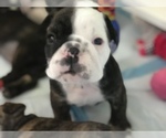 Small Photo #2 English Bulldog Puppy For Sale in STUART, FL, USA