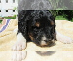 Small #4 Bernedoodle