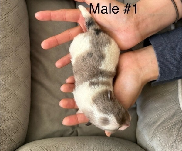 Medium Photo #2 Pomeranian Puppy For Sale in SAN JOSE, CA, USA