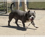 Small #6 Bulldog Mix