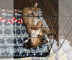 Small #3 Boxer Mix