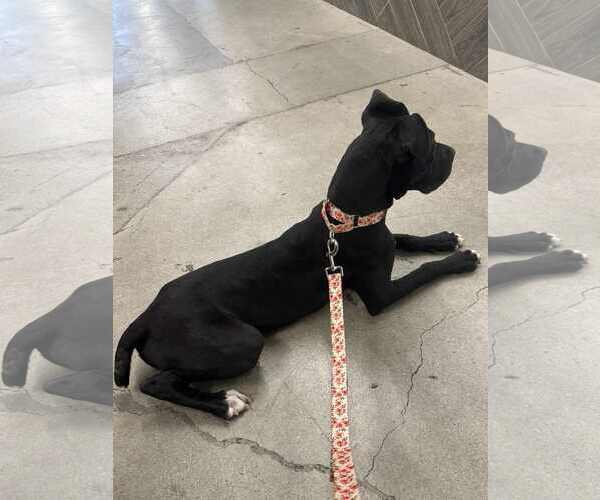 Medium Photo #7 American Pit Bull Terrier-Staffordshire Bull Terrier Mix Puppy For Sale in La Verne, CA, USA