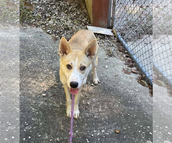 Medium Photo #2 Siberian Husky-Unknown Mix Puppy For Sale in Frenchburg, KY, USA