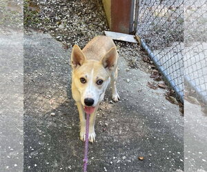 Myra - Female Siberian Husky-Unknown Mix Dog for Adoption - Photo #2