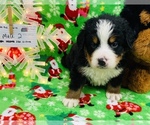 Small Photo #1 Bernese Mountain Dog Puppy For Sale in ATKINSON, NE, USA