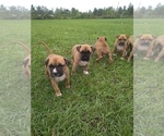 Small Photo #3 American Staffordshire Terrier Puppy For Sale in SUMMERDALE, AL, USA