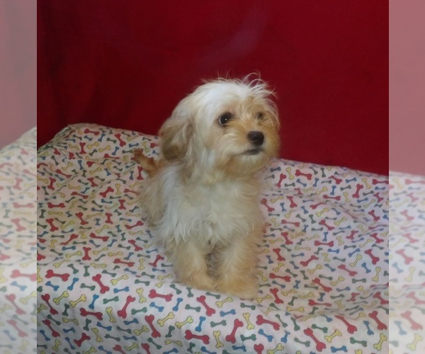 Medium Photo #2 Cavachon Puppy For Sale in PATERSON, NJ, USA
