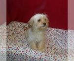 Small #1 Cavachon