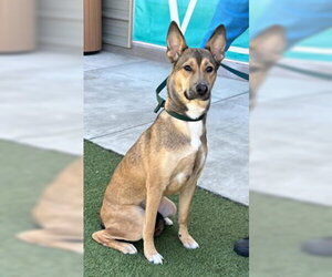 Mutt Dogs for adoption in Salinas, CA, USA