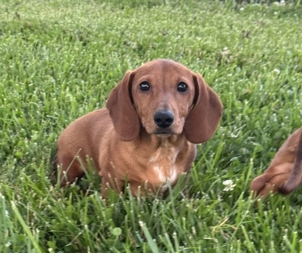 Medium Photo #2 Dachshund Puppy For Sale in CANOGA, NY, USA