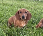 Small #1 Dachshund