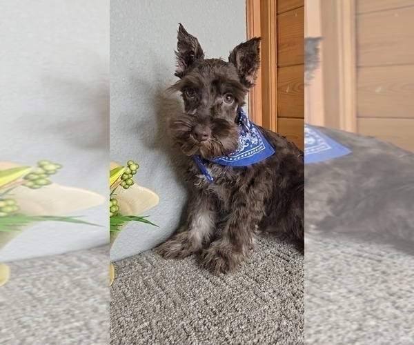 Medium Photo #1 Schnauzer (Miniature) Puppy For Sale in JASONVILLE, IN, USA