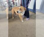 Small #1 Mutt