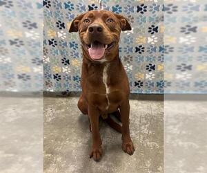 Staffordshire Bull Terrier-Unknown Mix Dogs for adoption in Rosenberg, TX, USA