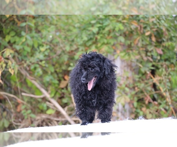 Medium Photo #42 Poodle (Toy) Puppy For Sale in DYERSBURG, TN, USA