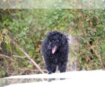 Small #41 Poodle (Toy)