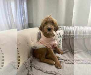 Goldendoodle (Miniature) Puppy for sale in PITTSBURGH, PA, USA