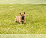Small Photo #36 Shiba Inu Puppy For Sale in MILLERSBURG, IN, USA