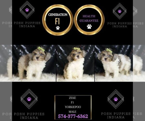 Medium Photo #6 YorkiePoo Puppy For Sale in WARSAW, IN, USA
