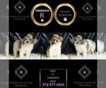Small #5 YorkiePoo